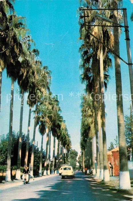 Mersin Kisla Caddesi Avenue Palmen