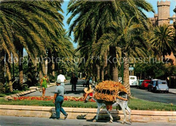 Palma de Mallorca Paseo de Sagrera Palmen Esel Lasttier