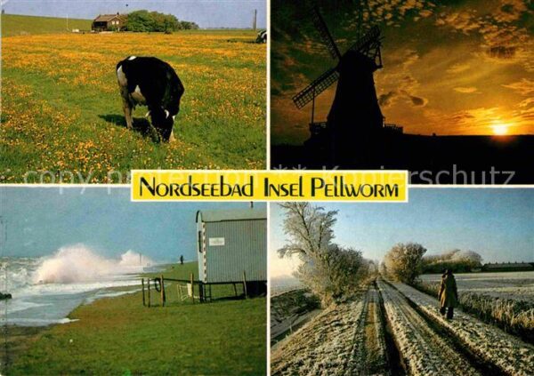 Pellworm Windmühle Strand Kuh
