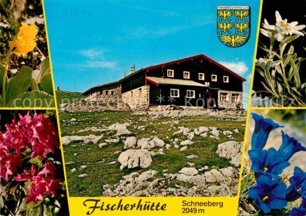 Puchberg Schneeberg Fischerhütte Enzian Edelweiß Azalee