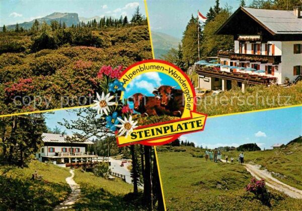 Waidring Tirol Alpenblumen Wandergebiet Steinplatte Al