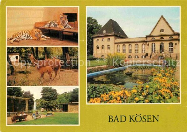 Bad Koesen Tierpark Tiger Lama mit Jungem Volkssol