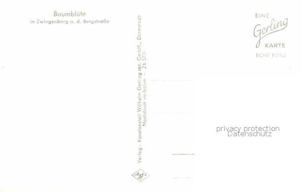 Zwingenberg Bergstrasse Baumblüte – Bild 2