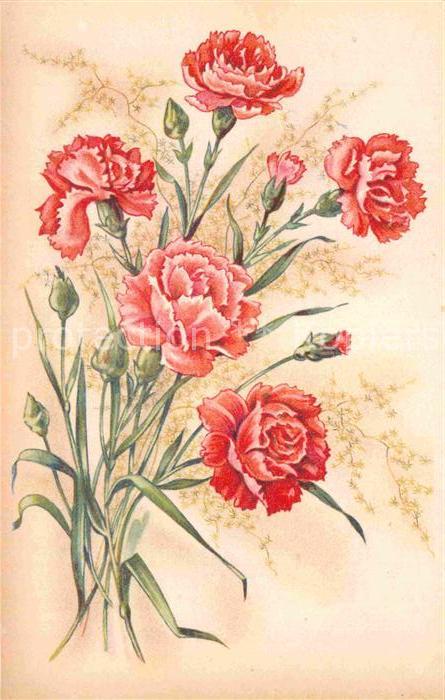 Blumen Nelken