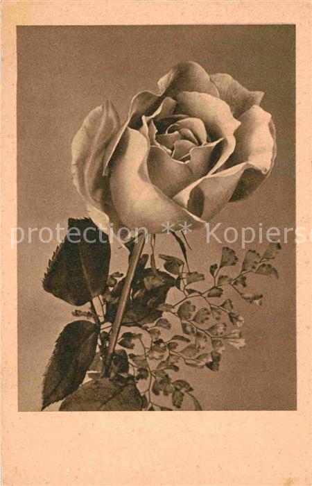 Rosen