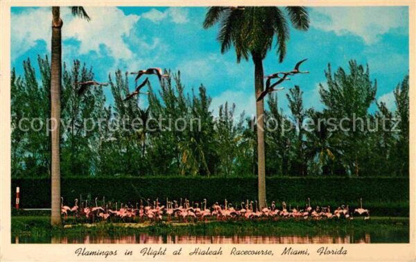 Flamingo Hialeah Racecourse Miami Florida