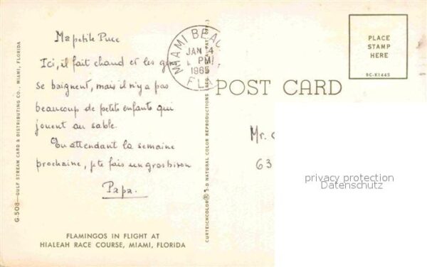 Flamingo Hialeah Racecourse Miami Florida – Bild 2