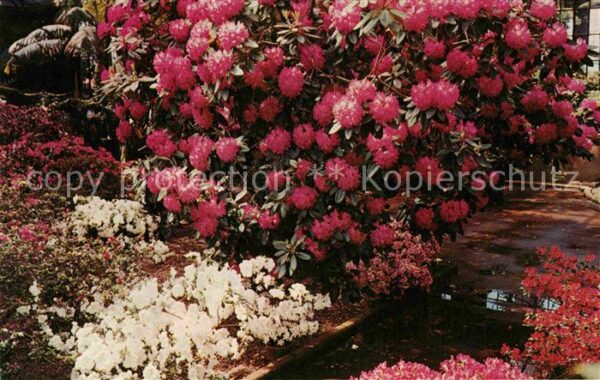 Blumen Rhododendron Azalea House Longwood Gard