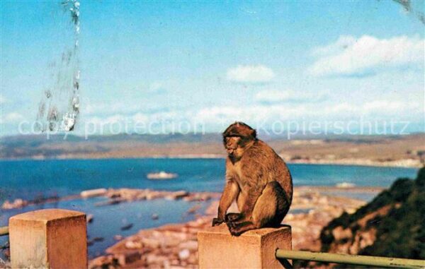 Affen Rock Ape Gibraltar