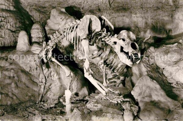 Hoehlen Caves Grottes Bären-Karlshöhle Skelett Erpfingen