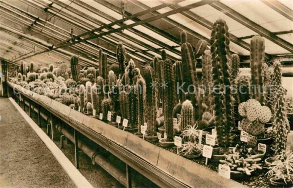 Kakteen Botanischer Garten Berlin-Dahlem Kaktee