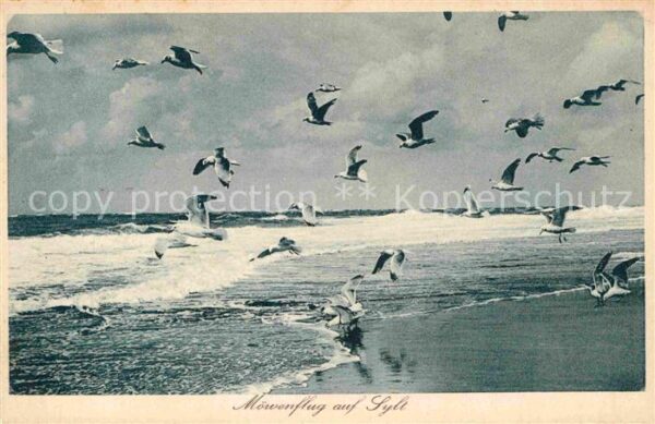 Moewen Möwenflug Sylt