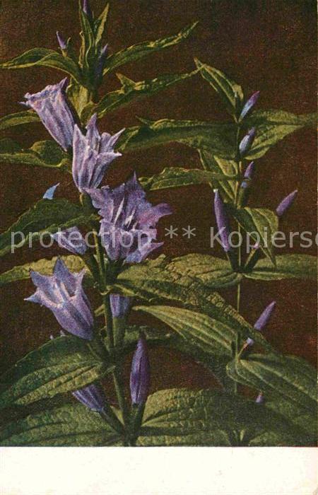 Blumen Gentiana asclepiadea Schwalbenwurz-Enzi