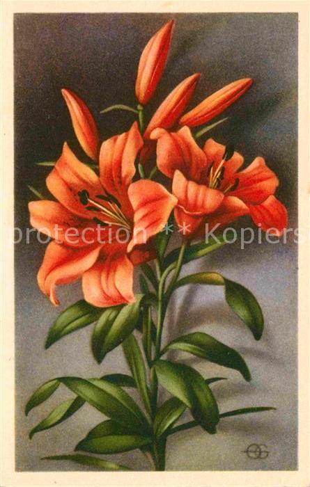 Blumen Feuer-Lilie Lilium bulbiferum