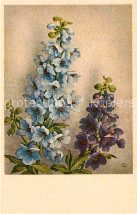 Blumen Veilchen