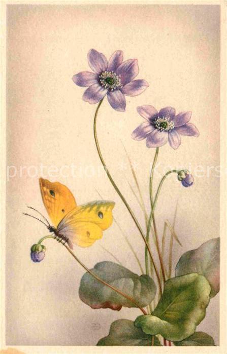 Schmetterlinge Blumen