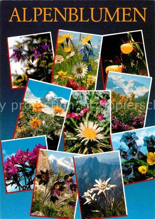 Blumen Alpenblumen Edeleweiss Enzian