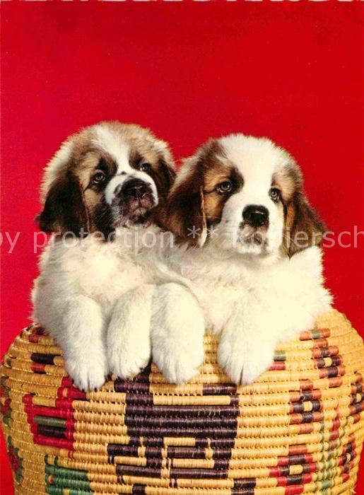 Hunde Bernhardiner Welpen