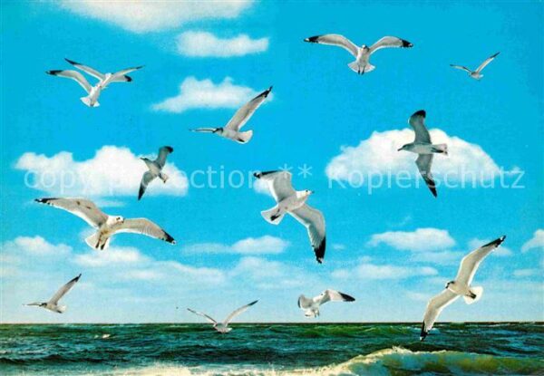 Moewen