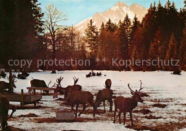 Hirsch Schaufütterung Forstamt Oberammergau Gr
