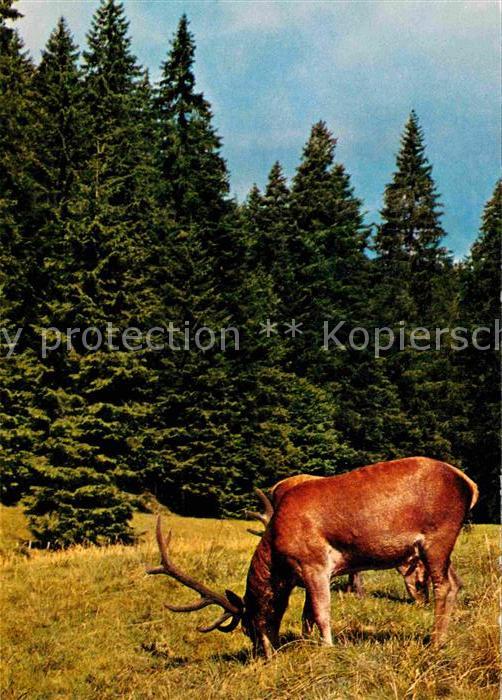 Hirsch Rotwild Schwarzwald