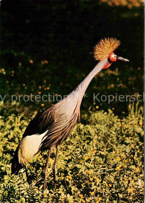 Voegel Kronenkranich Zoo Dresden