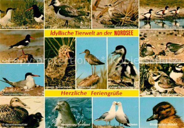 Voegel Nordsee Rotschenkel Eiderente Küstensee