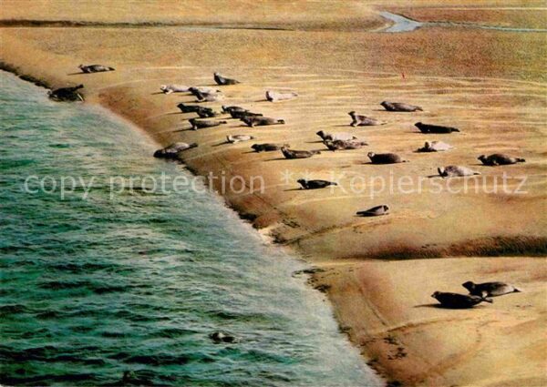 Seehunde Robben Sandbank