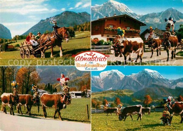 Kuehe Almabtrieb Berchtesgadener Land