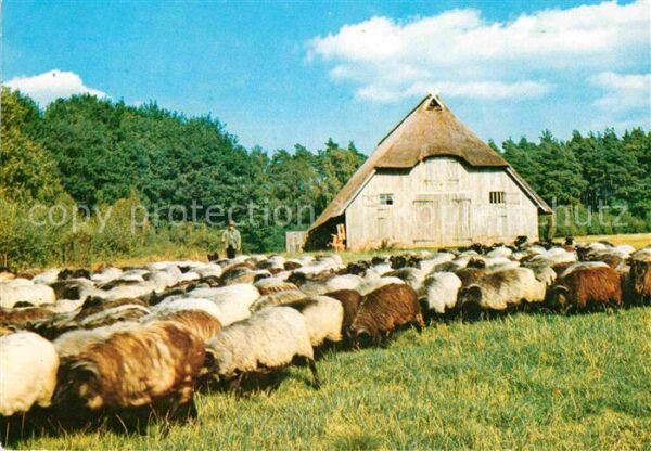 Schafe Schafstall Hirte