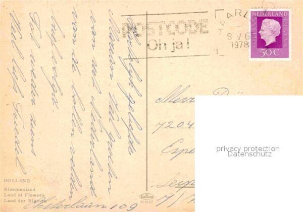 Trachten Holland Tulpen – Bild 2