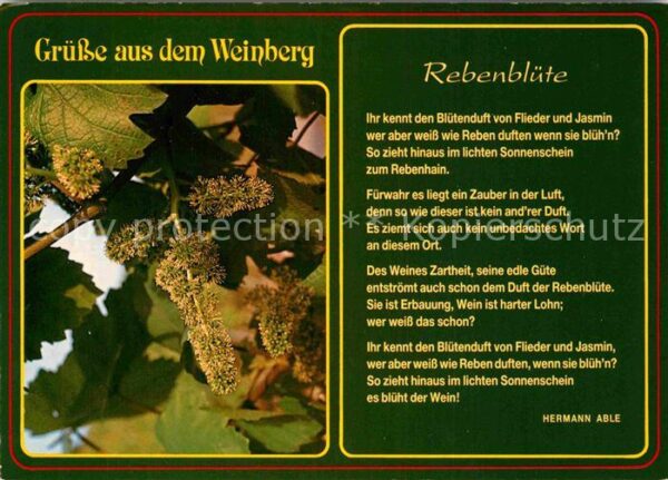 Wein Weinberg Gedicht Rebenblüte Hermann Abl