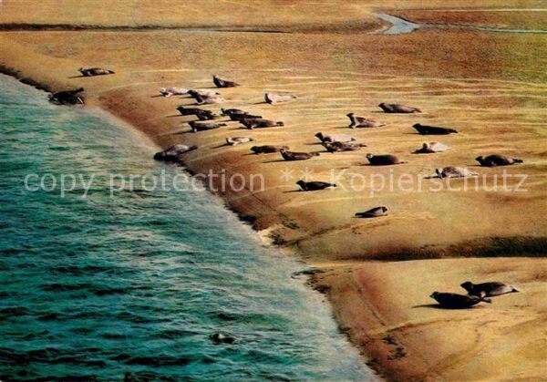 Seehunde Robben Sandbank