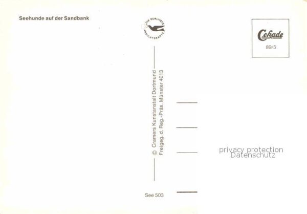 Seehunde Robben Sandbank – Bild 2