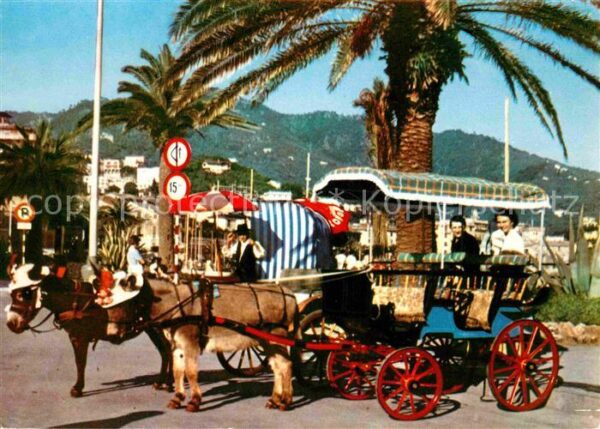 Esel Tiere Eselwagen Rapallo Golfo Tigullio