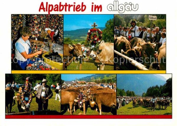 Kuehe Alpabtrieb Allgäu