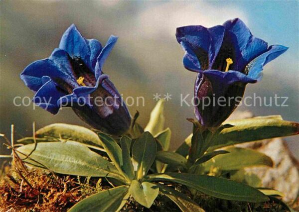 Blumen Gentiana Kochiana Kochscher Enzian