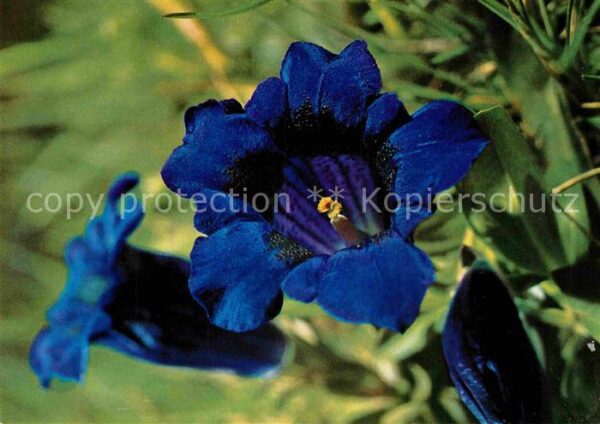 Blumen Gentiana Kochiana Perr Kochscher Enzian