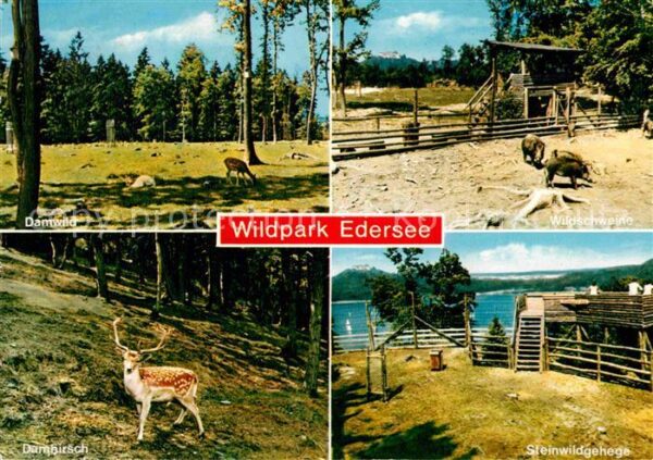Edersee Wildpark Damwild Wildschweine Steinwild