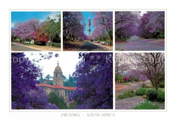 Pretoria during early summer canopies of jacaran