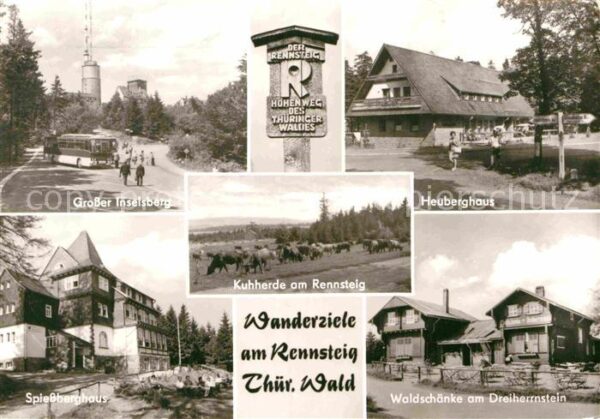 Grosser Inselsberg Heuberghaus Kuhherde Rennsteig Waldschä