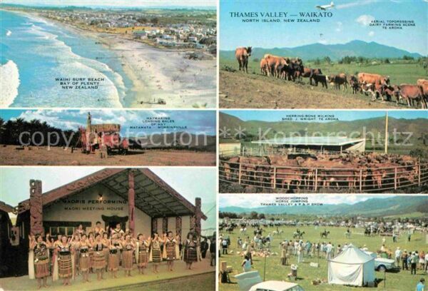 Waikato Thames Valley Waihi Surf Beach Farmer H