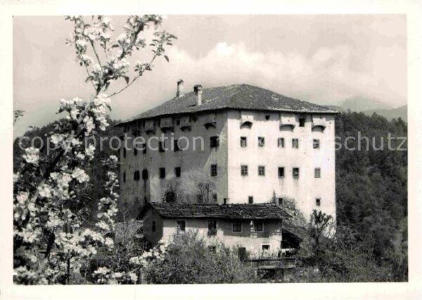 Prissian Prissiano Castel Katzenzungen Baumblüte