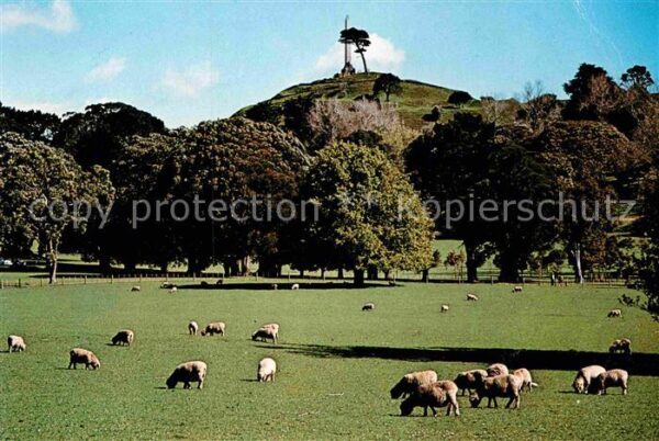 Auckland Cornwall Park and One Tree Hill Schafhe