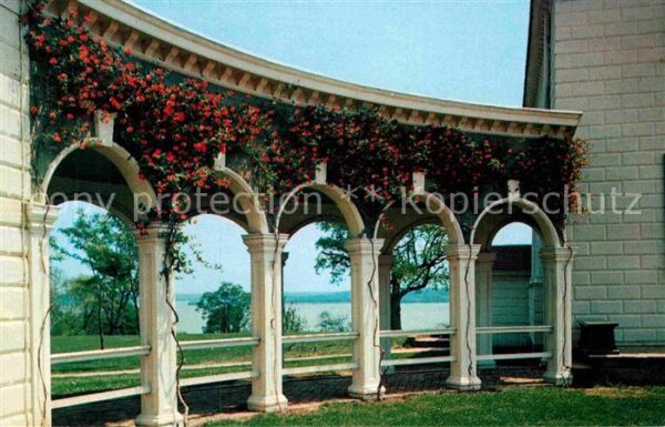 Mount Vernon Restoration replanting of coral honeysu