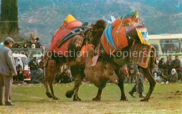 Kamel  Camel Chameau Türkei Develer Türkiye