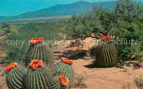 Kakteen Barrel Cactus Desert