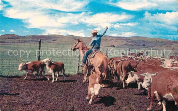 Cowboys Roping