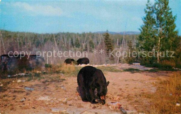 Baeren Algonquin Park Ontario