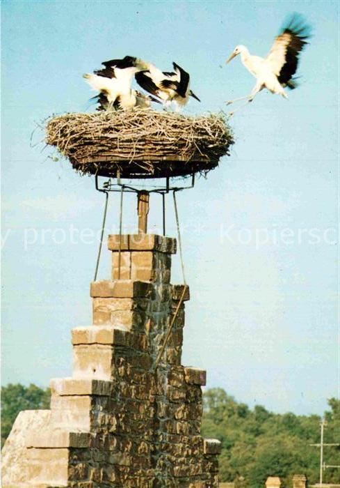 Storch Nid de Cigognes Ostheim La Becquee